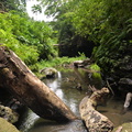 jungle_creek_hidden_valley_20may16.jpg