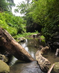 jungle creek hidden valley 20may16