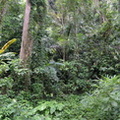 jungle1_hidden_valley_20may16.jpg