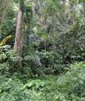 jungle1 hidden valley 20may16
