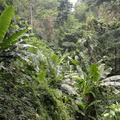 jungle3 hidden valley 20may16