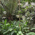 jungle4_hidden_valley_20may16.jpg