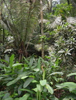 jungle4 hidden valley 20may16