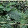 ferns hidden valley 20may16