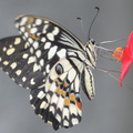 butterfly_23may16.jpg