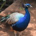 peacock 26may16