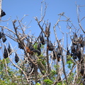 fox bats hundred islands 28may16