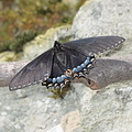 female tiger swallowtail black morph 15apr17d enhanced