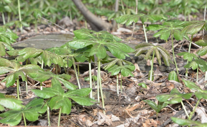 mayapple 15apr17