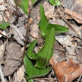 showy orchis 15apr17