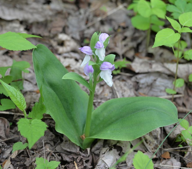 showy_orchis_15may15c.jpg