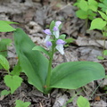 showy_orchis_15may15c.jpg