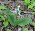 showy orchis 15may15c