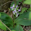 showy orchis 15may15d
