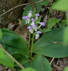 showy orchis 15may15d