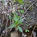 swamp saxifrage 20apr16