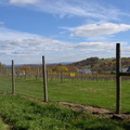 vineyard george thompson 10nov17a