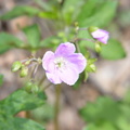 wild geranium 15apr17