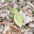 yellow ladyslipper leaf 15apr17