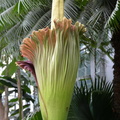 corpse flower 3aug16a