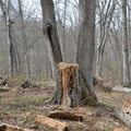 triple stem oak 150 years old 5apr17