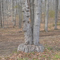 double stem oak 5apr17