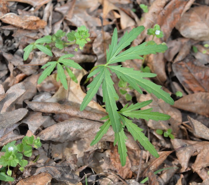 cut leaf toothwort balls bluff 5apr17