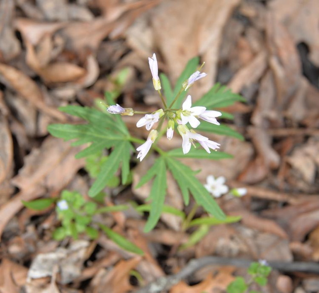 cut leaf toothwort balls bluff 5apr17b