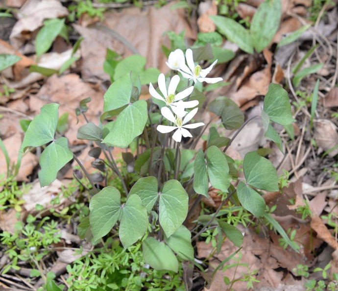 jeffersonia diphylla balls bluff 5apr17f