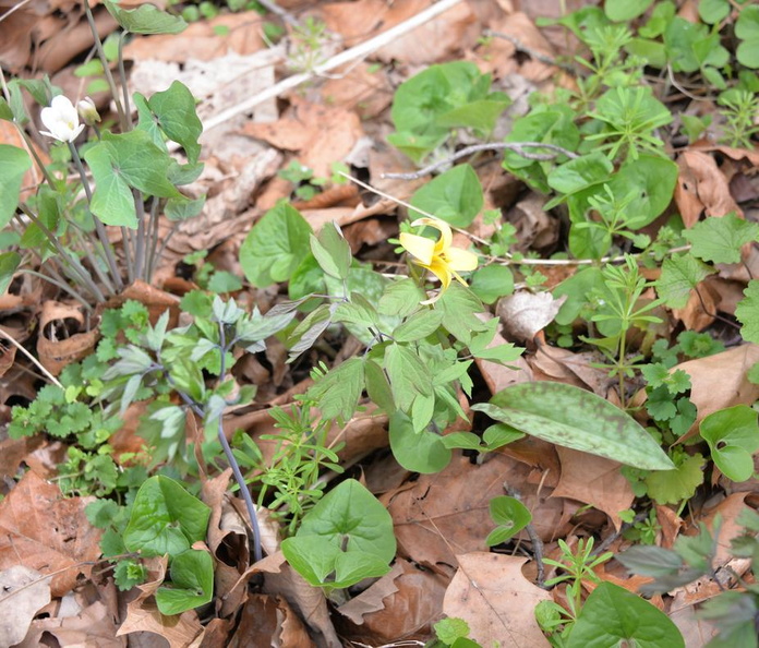 yellow_trout_lily_balls_bluff_5apr17.jpg