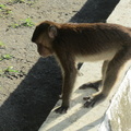 monkey subic 26may12a