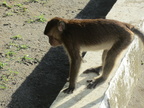 monkey subic 26may12a