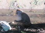 monkey subic 26may12b