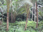 jungle bohol 28may12a