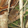 tarsier bohol 29may12a