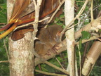 tarsier bohol 29may12a