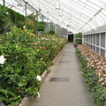 greenhouse_longwood_5may18a.jpg