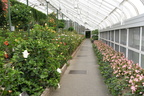 greenhouse longwood 5may18a