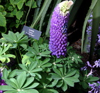 lupine longwood 5may18zac