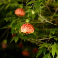 maple flower longwood 5may18a