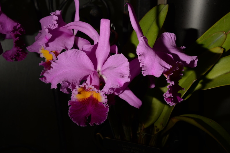 orchid_longwood_5may18a.jpg