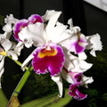 orchid_longwood_5may18zbc.jpg
