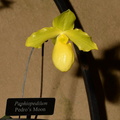 pedros moon orchid longwood 5may18a