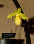 pedros moon orchid longwood 5may18a