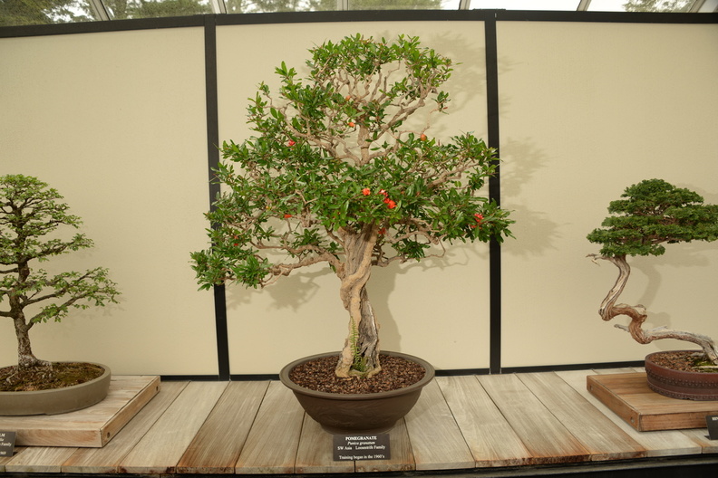 pomegranite_bonsai_longwood_5may18a.jpg