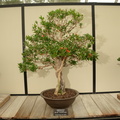 pomegranite bonsai longwood 5may18a