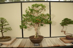 pomegranite bonsai longwood 5may18a