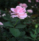 rose longwood 5may18zac