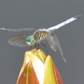 great blue skimmer dragonfly longwood 3sep16