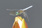 great blue skimmer dragonfly longwood 3sep16